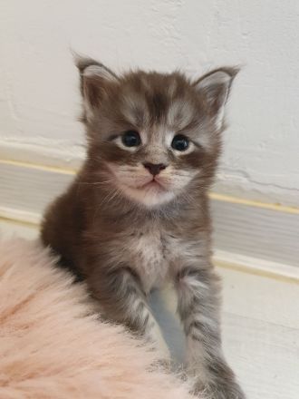 Maine Coon Katerchen m. Stammbaum