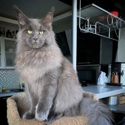 Maine Coon Katerchen m. Stammbaum