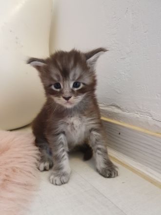 Maine Coon Katerchen m. Stammbaum