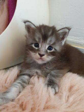 Maine Coon Katerchen m. Stammbaum