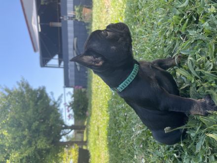 Französische Bulldoggen Welpen