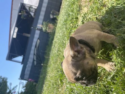 Französische Bulldoggen Welpen