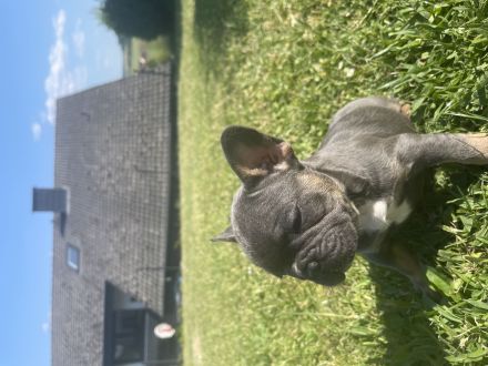 Französische Bulldoggen Welpen