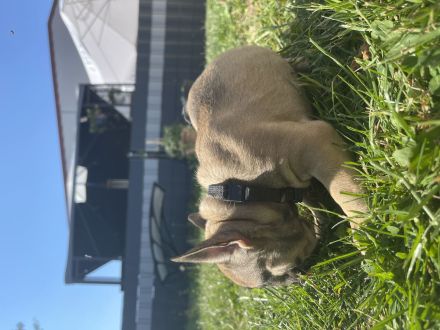 Französische Bulldoggen Welpen