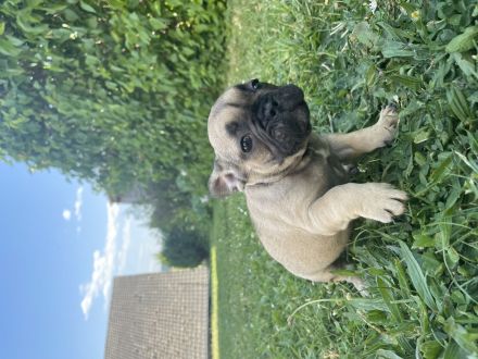 Französische Bulldoggen Welpen
