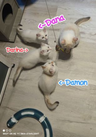 BHK Kitten mit Stammbaum