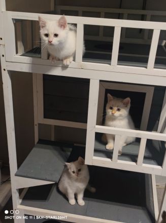 BHK Kitten mit Stammbaum