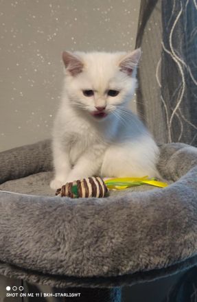 BHK Kitten mit Stammbaum