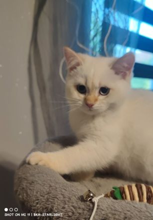 BHK Kitten mit Stammbaum