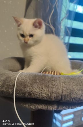 BHK Kitten mit Stammbaum