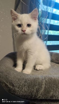 BHK Kitten mit Stammbaum