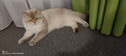 BHK Kitten mit Stammbaum