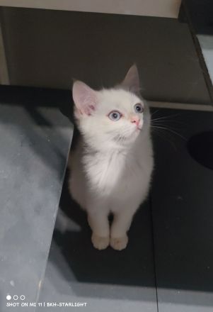 BHK Kitten mit Stammbaum