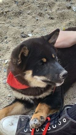 Black and Tan Shiba Boy