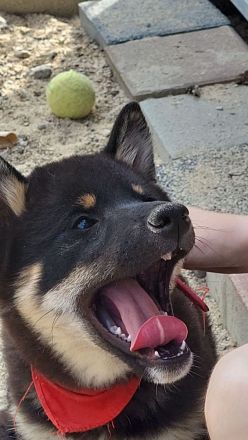 Black and Tan Shiba Boy