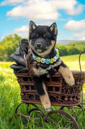 Black and Tan Shiba Boy
