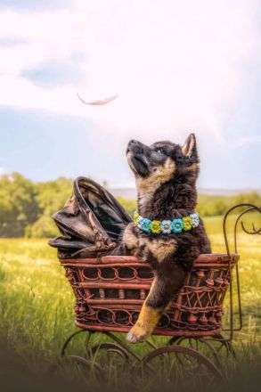 Black and Tan Shiba Boy