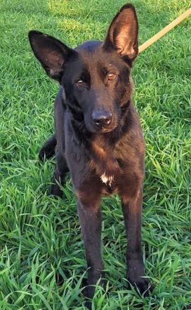 Schäferhündin, liebe, bereits kastrierte Himera vom Züchtersohn ausgesetzt, sucht ein Heim bei tierl