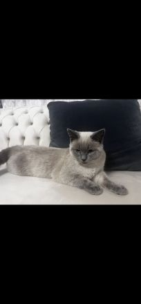 Verkaufe zuckersüßen British Kurzhaar