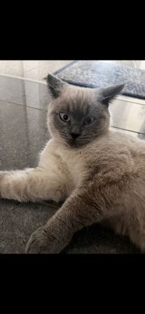 Verkaufe zuckersüßen British Kurzhaar