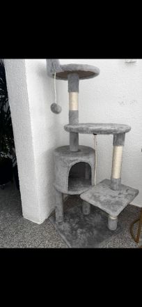 Verkaufe zuckersüßen British Kurzhaar