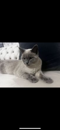 Verkaufe zuckersüßen British Kurzhaar