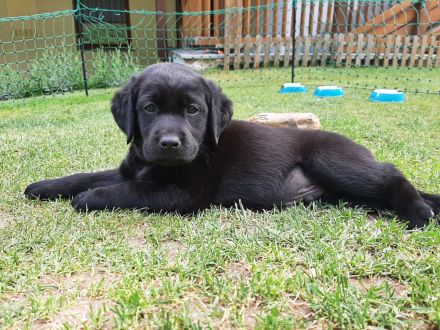 LABRADORWELPEN SCHWARZ