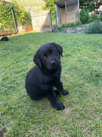 LABRADORWELPEN SCHWARZ