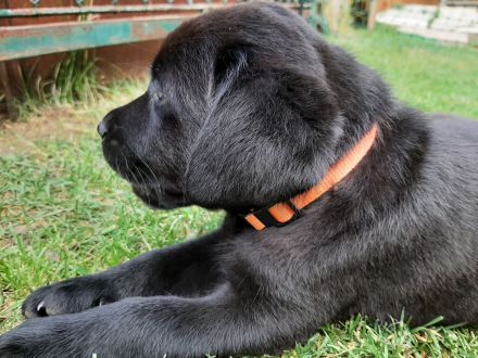 LABRADORWELPEN SCHWARZ