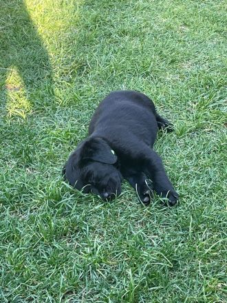 LABRADORWELPEN SCHWARZ