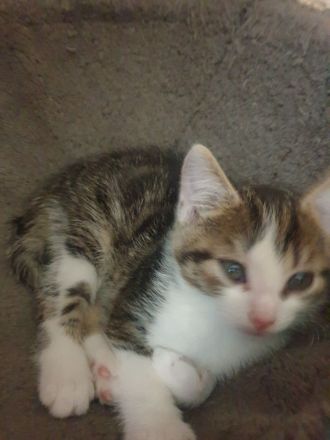 Bkh Mix sind Auszugsbereit