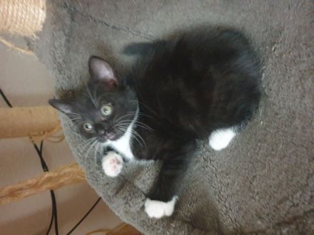 Bkh Mix sind Auszugsbereit