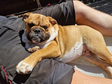 Englische Bulldogge Weibchen