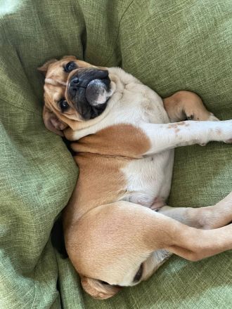 Englische Bulldogge Weibchen