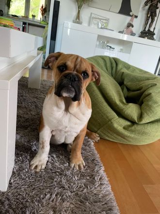 Englische Bulldogge Weibchen