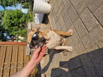 Englische Bulldogge Weibchen