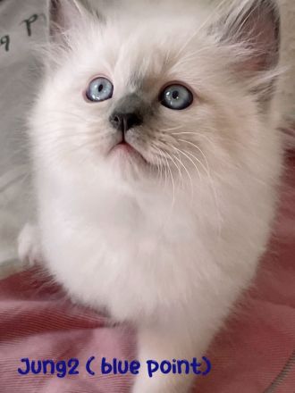 Reinrassige Heilige Birma Kitten in Stuttgart