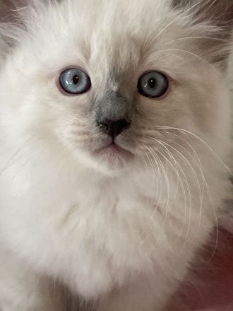 Reinrassige Heilige Birma Kitten in Stuttgart