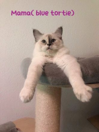 Reinrassige Heilige Birma Kitten in Stuttgart