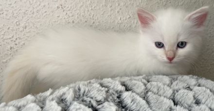 Reinrassige Heilige Birma Kitten in Stuttgart