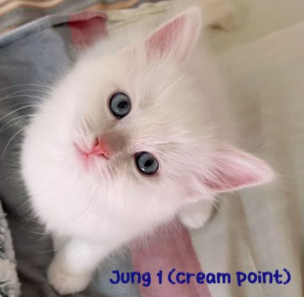 Reinrassige Heilige Birma Kitten in Stuttgart