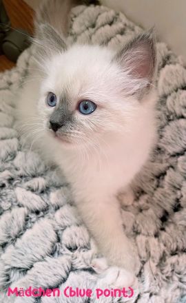 Reinrassige Heilige Birma Kitten in Stuttgart