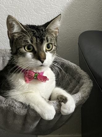 Europäische Hauskatze abzugeben