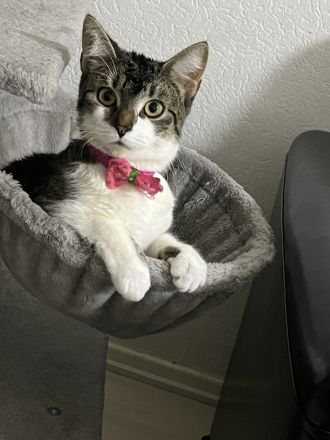 Europäische Hauskatze abzugeben