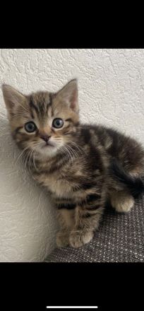 Mein Mixkater 14 Wochen alt suchten neues zuhause