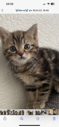 Mein Mixkater 14 Wochen alt suchten neues zuhause