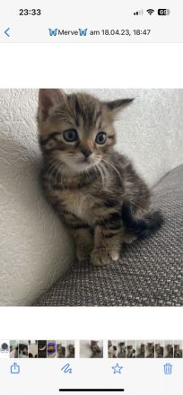 Mein Mixkater 14 Wochen alt suchten neues zuhause