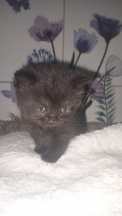 Kitten BKH 2 Mädchen