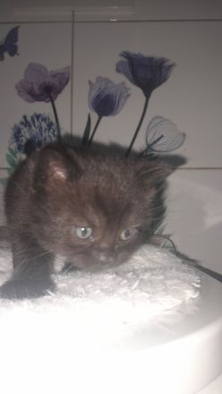 Kitten BKH 2 Mädchen