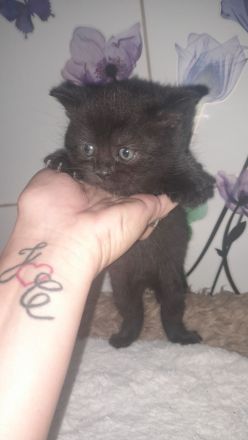 Kitten BKH 2 Mädchen